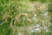 杉の花粉の画像
